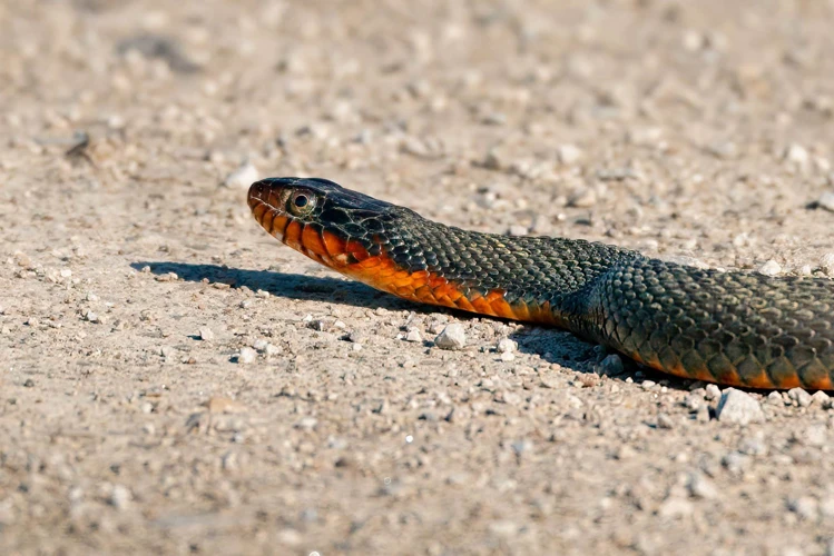 A Cobra Na Simbologia