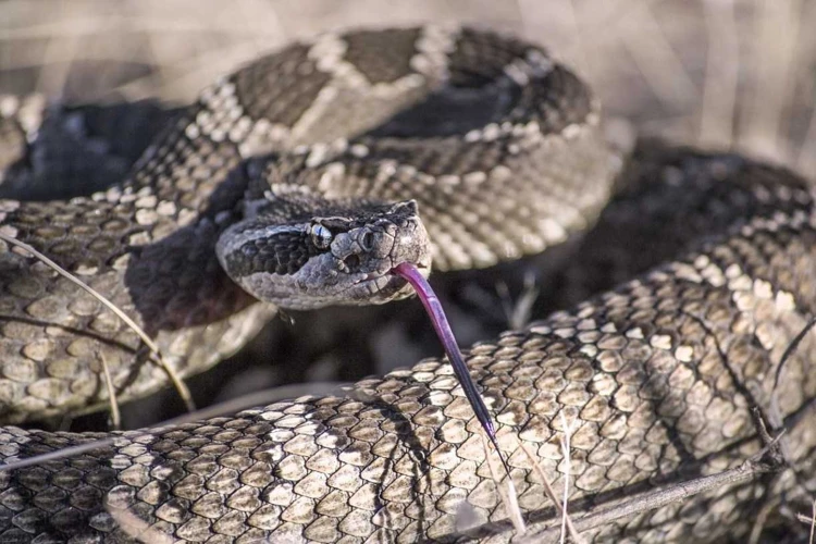 Análise Detalhada: Sonhar Com Marido Matando Cobra