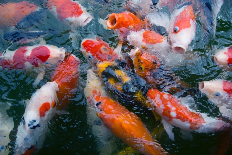 Características Da Carpa