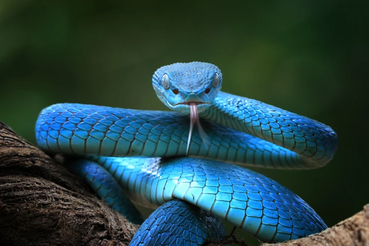 Cobras De Diferentes Tamanhos