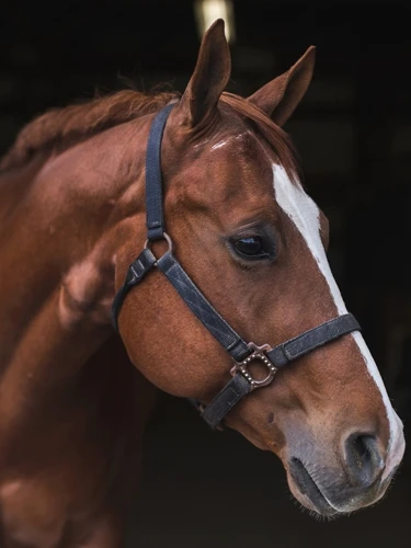 Contexto Histórico E Cultural Dos Cavalos