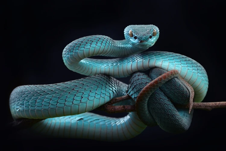 Curiosidades Sobre Cobras Coloridas