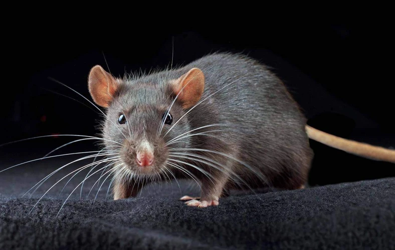 Curiosidades Sobre Ratos E Ratazanas