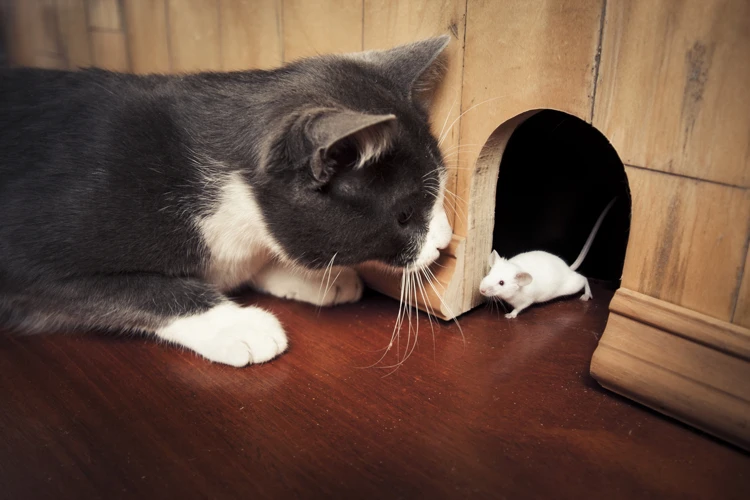 Interpretação Dos Sonhos Com Gatos Matando Ratos
