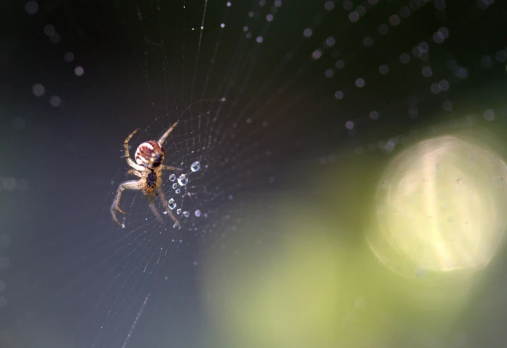 Interpretação Geral De Sonhar Com Aranhas