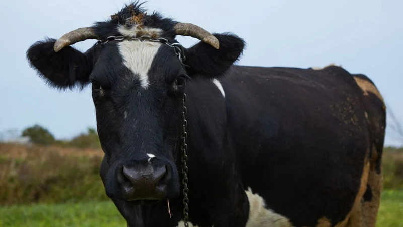 Interpretação Geral De Sonhos Com Vacas