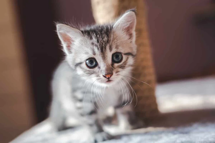 Interpretação Geral Do Sonho Com Gato Bebe