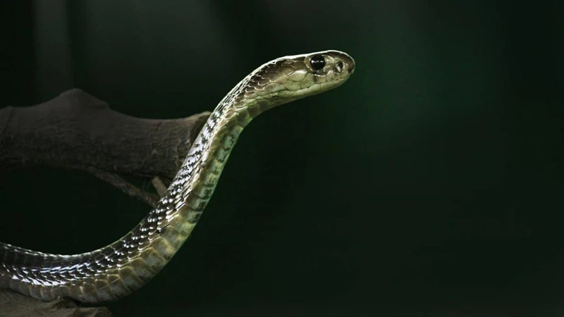 Interpretações Comuns De Sonhos Com Cobras Grandes