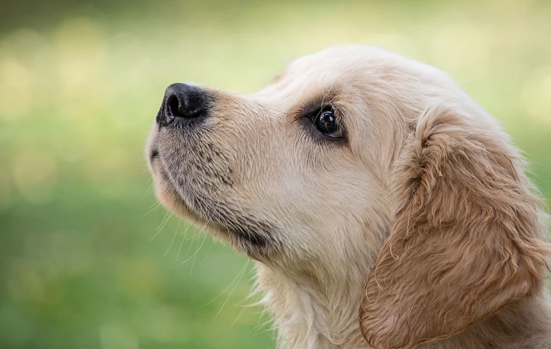 Interpretações De Sonhar Com Cachorro Poodle