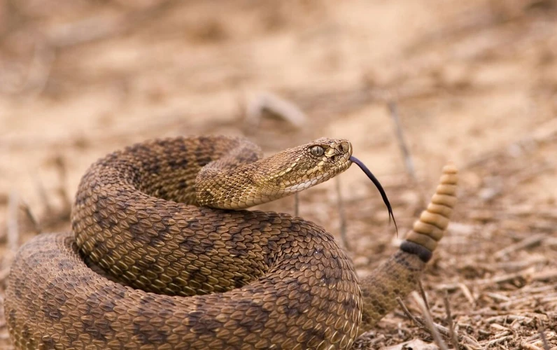 Interpretações De Sonhar Com Cobra Com Chocalho