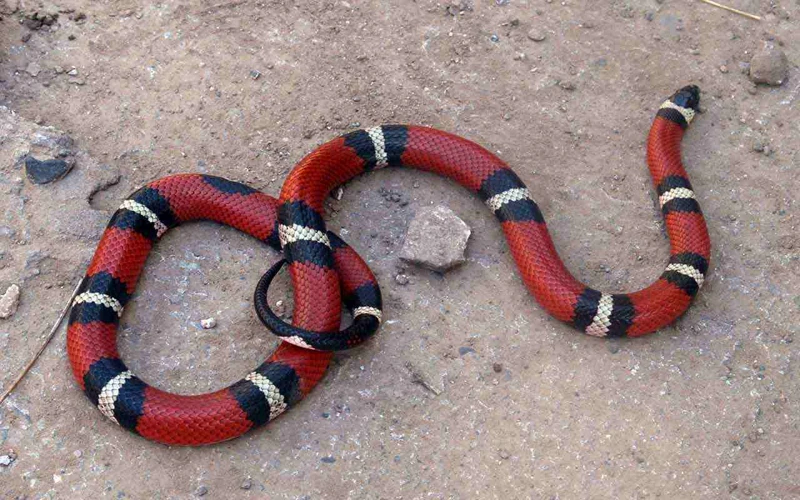 Interpretações De Sonhar Com Cobra Coral Atacando