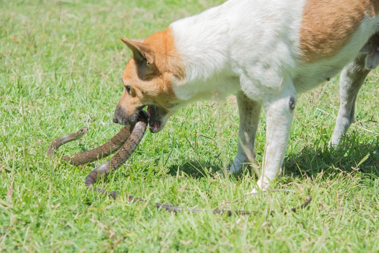 Interpretações De Sonhar Com Cobra Mordendo Cachorro