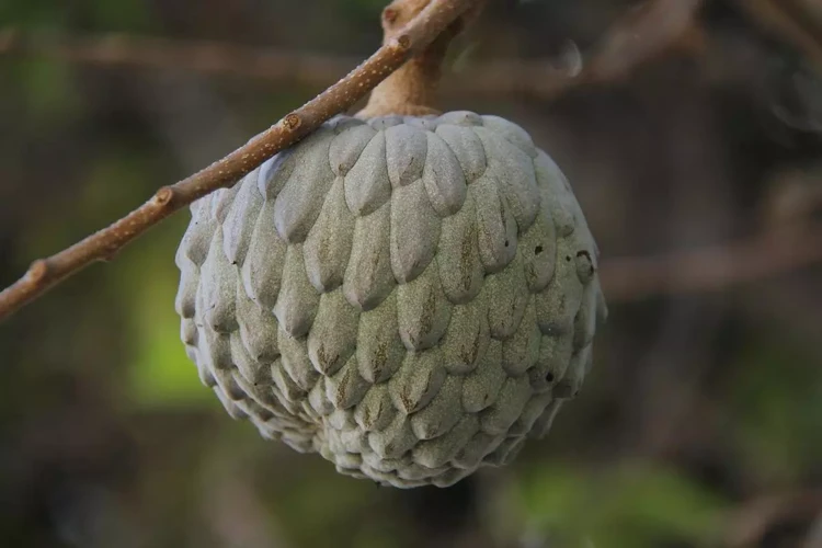 Interpretações De Sonhar Com Pinha Madura