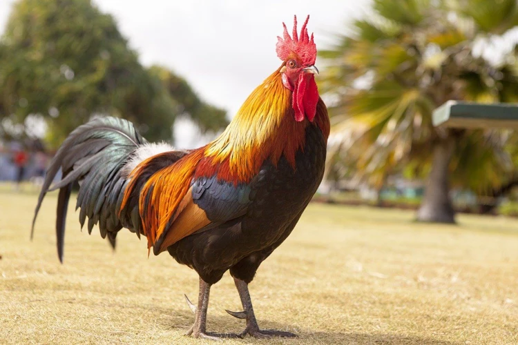 Interpretações Do Sonho Com Crista De Galo