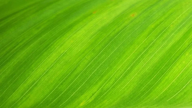 Interpretações E Significados Do Sonho Com Coisa Verde