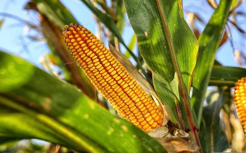 Interpretações Gerais Do Sonho