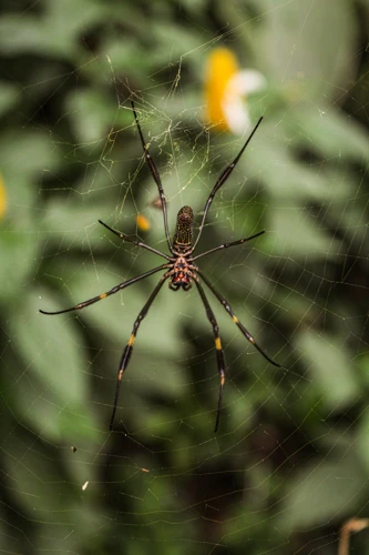 Interpretando Sonhos Com Picadas De Aranha Preta