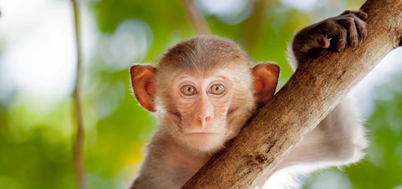 O Que É Um Macaco Mico?