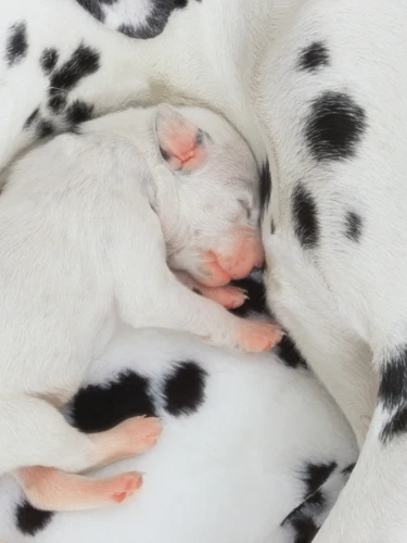 O Que Pode Representar Sonhar Com Cachorro Recém-Nascido?