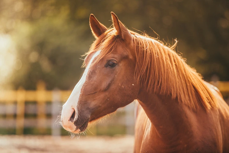 O Que Pode Significar Sonhar Com Cavalos?