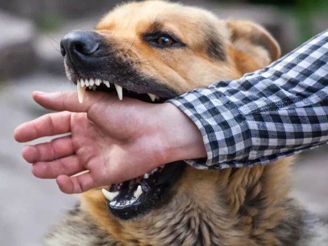 O Que Pode Significar Sonhar Com Mordida De Cachorro?