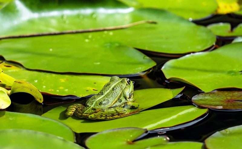 O Que Pode Significar Sonhar Com Sapo