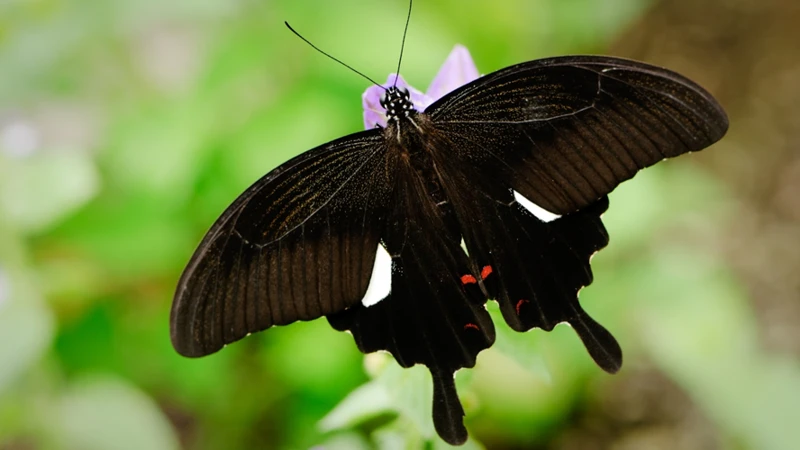 O Que Significa Sonhar Com Borboleta Preta?