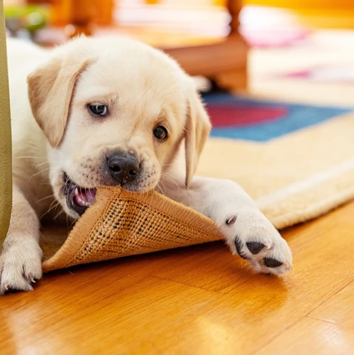 O Que Significa Sonhar Com Cachorro Atacando Outra Pessoa?