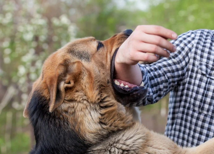 O Que Significa Sonhar Com Cachorro Mordendo Uma Criança