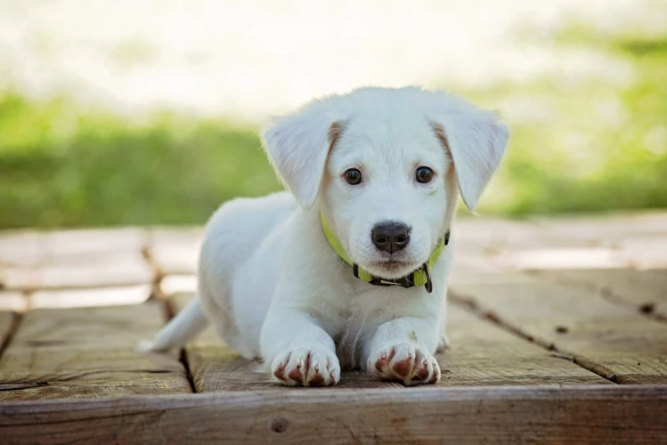 O Que Significa Sonhar Com Cachorro Recém-Nascido?