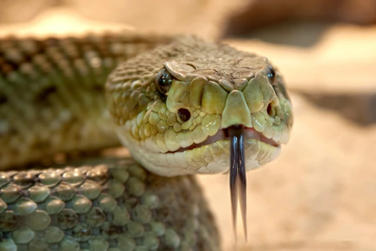 O Que Significa Sonhar Com Cobra Jararaca Picando?