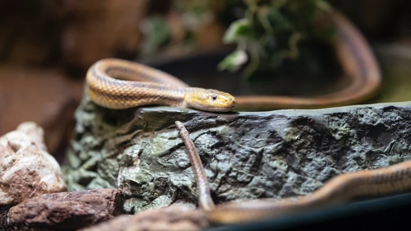 O Que Significa Sonhar Com Cobra Trocando De Pele?