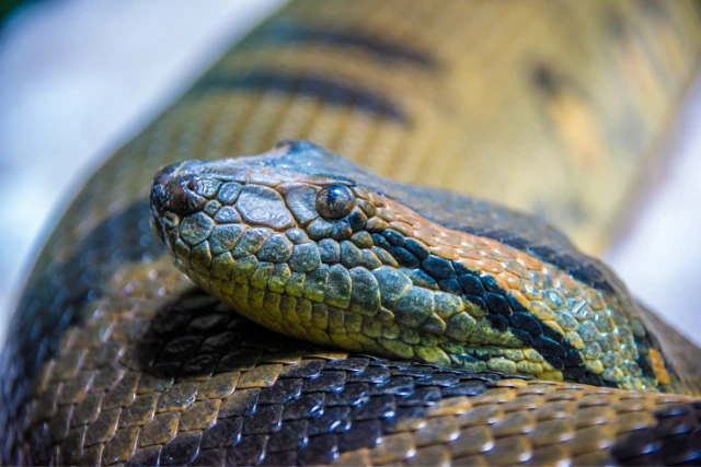 O Que Significa Sonhar Com Cobras Sucuri?