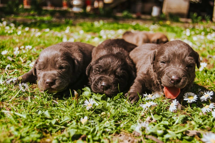 O Que Significa Sonhar Com Filhote De Cachorro Abandonado