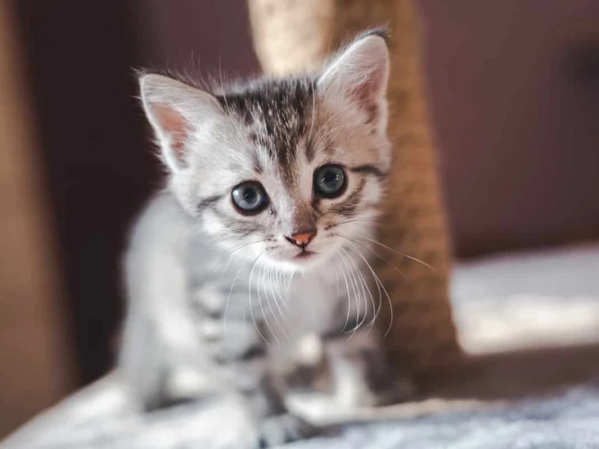 O Que Significa Sonhar Com Filhote De Gato Brincando