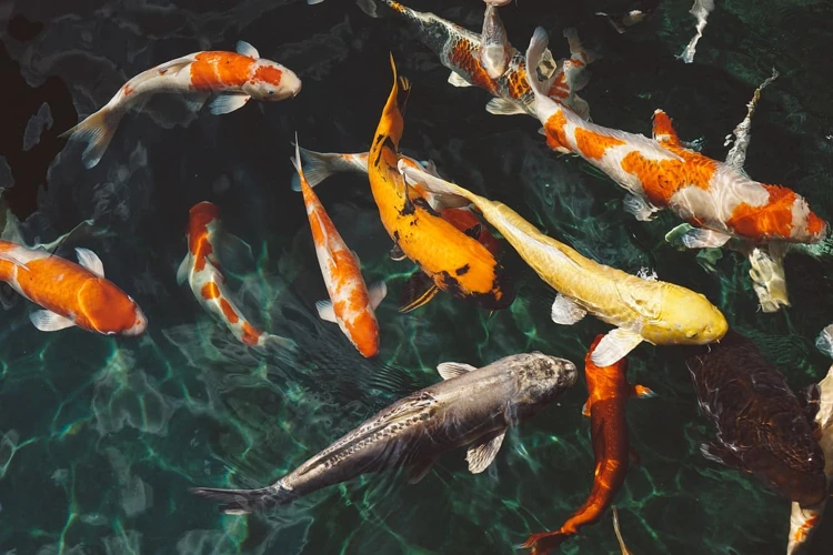 O Que Significa Sonhar Com Lago Cheio De Peixe?