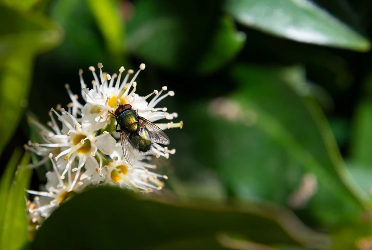 O Que Significa Sonhar Com Mosca Azul?