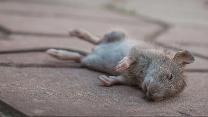 O Que Significa Sonhar Com Rato?
