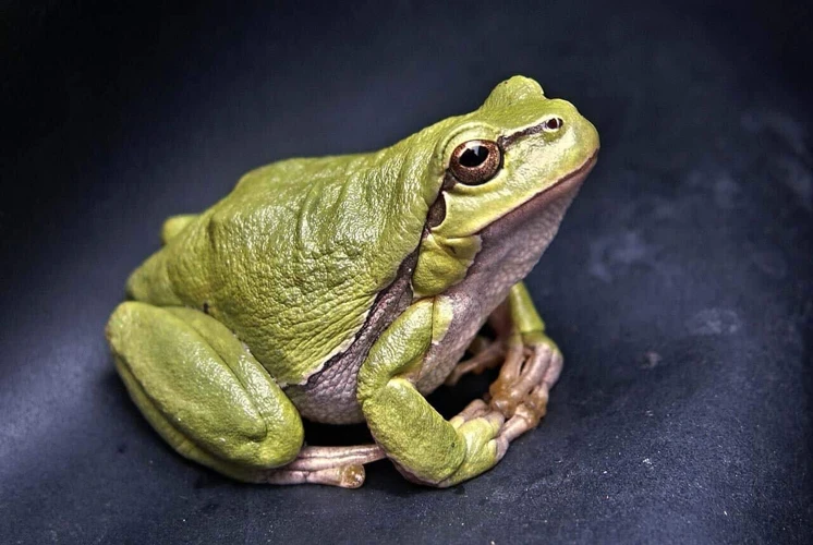 O Que Significa Sonhar Com Sapo Colorido Em Diferentes Situações