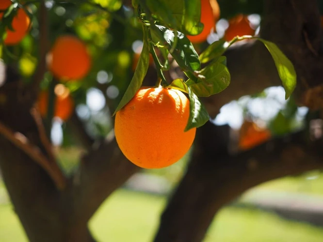 O Que Significa Sonhar Com Uma Única Fruta Em Abundância?