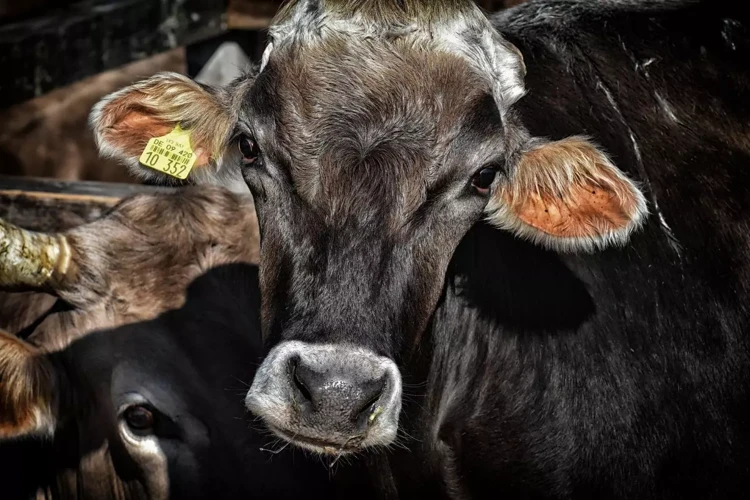 O Que Significa Sonhar Com Vaca Preta Chifruda?