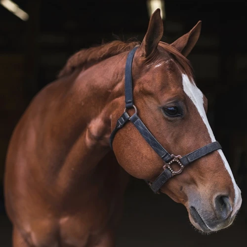 O Significado De Sonhar Com Cavalo Caramelo