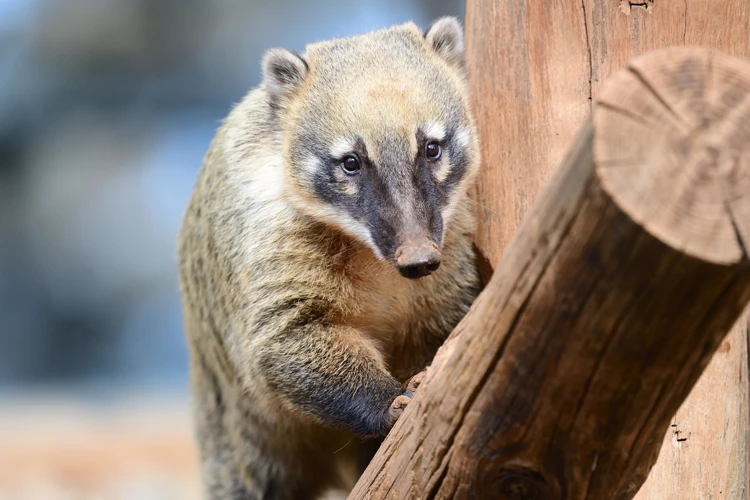 Outras Interpretações De Sonhos Com Animais