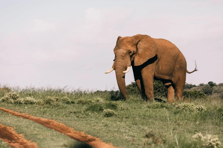 Outros Contextos De Sonhos Com Elefante