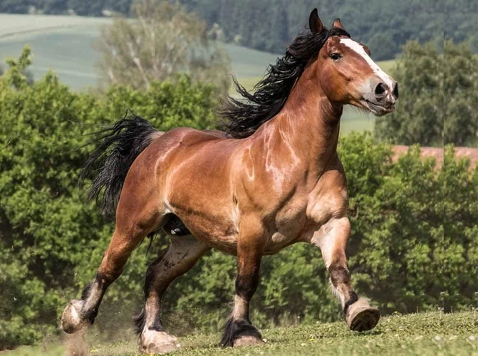 Outros Possíveis Significados De Sonhar Com Cavalo Caramelo