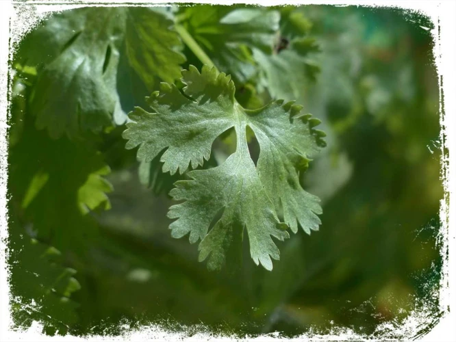 Outros Possíveis Significados De Sonhar Com Cheiro Verde