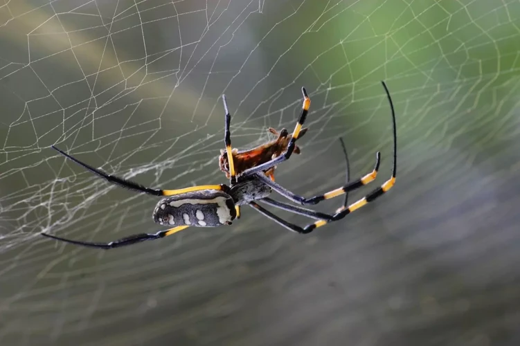 Outros Significados De Sonhar Com Aranha E Teia De Aranha