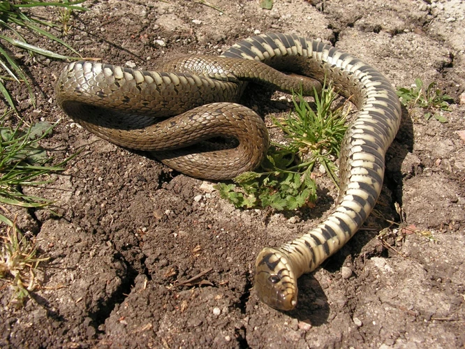 Outros Significados De Sonhar Com Cobra