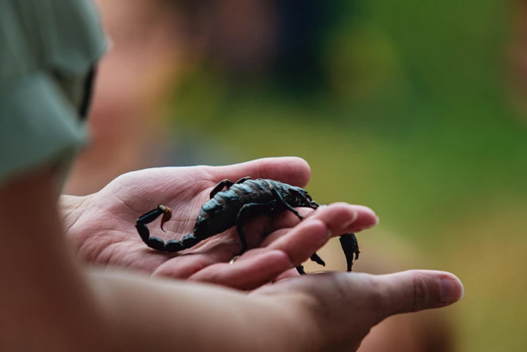 Outros Significados De Sonhar Com Escorpião