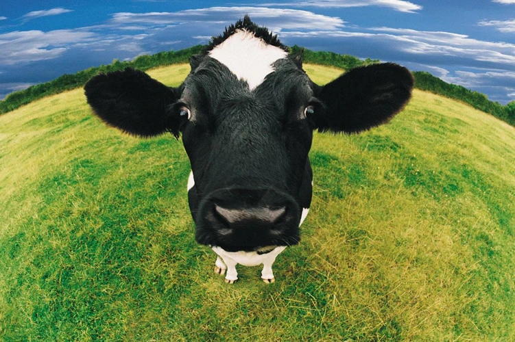 Outros Significados De Sonhar Com Vacas
